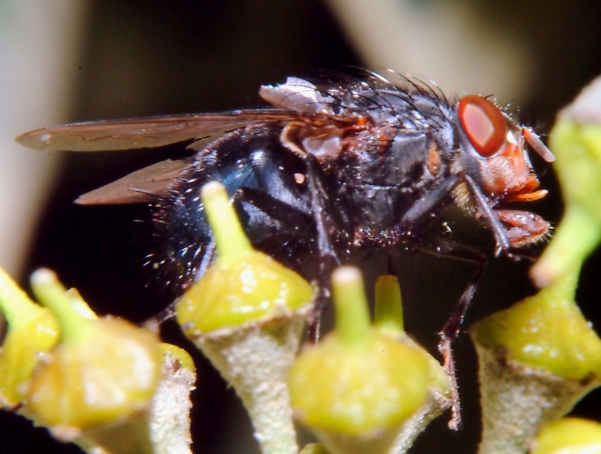 Le foto con il nuovo flash